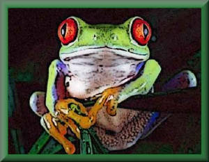 frog.jpg
