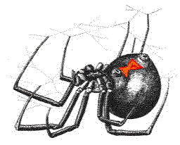 blackwidow.jpg