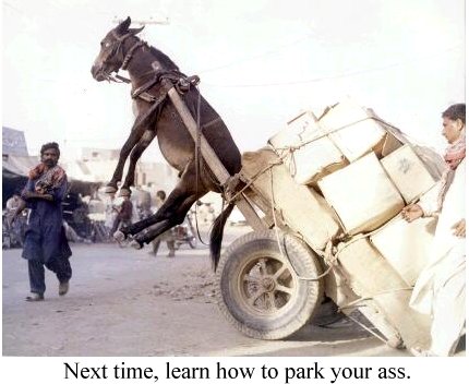 donkey.jpg